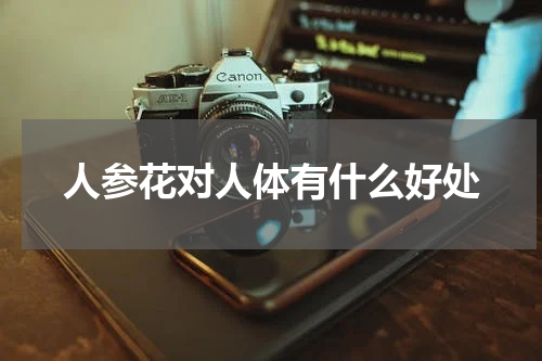 人参花对人体有什么好处