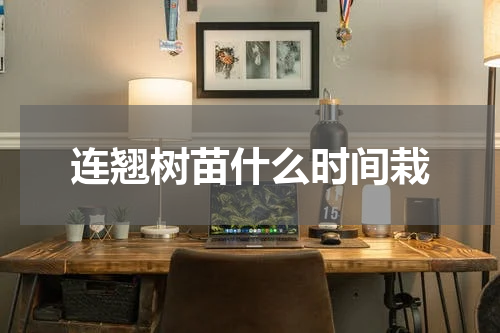 连翘树苗什么时间栽