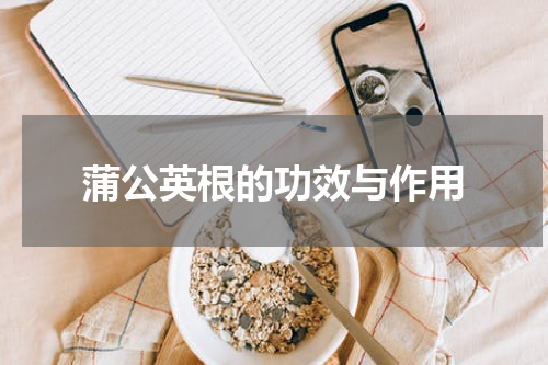蒲公英根的功效与作用