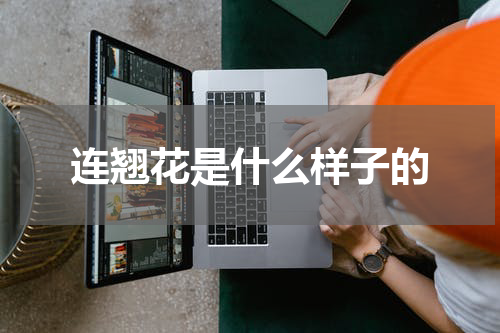 连翘花是什么样子的
