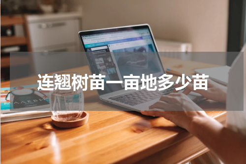 连翘树苗一亩地多少苗