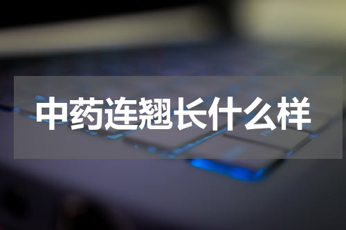 中药连翘长什么样