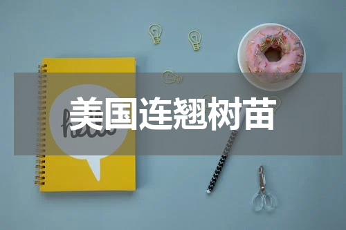 美国连翘树苗