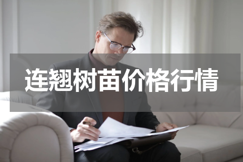 连翘树苗价格行情