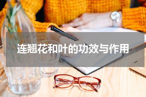 连翘花和叶的功效与作用
