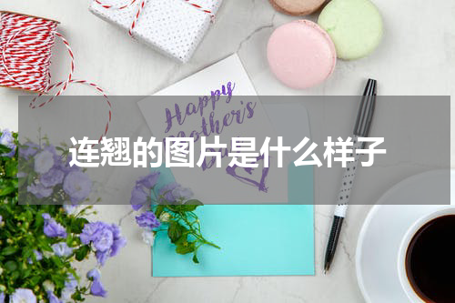 连翘的图片是什么样子