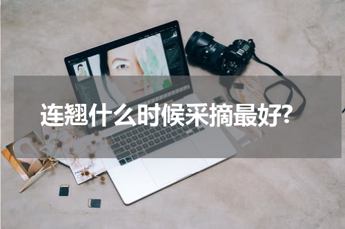 连翘什么时候采摘最好?