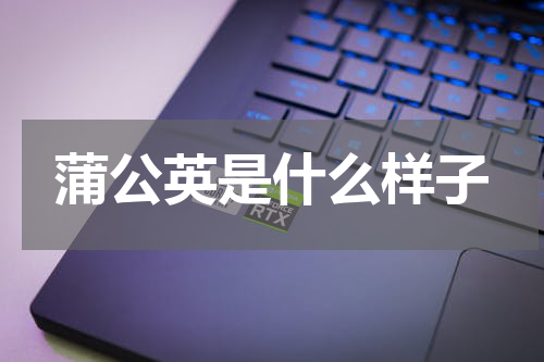 蒲公英是什么样子
