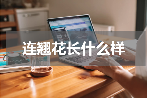连翘花长什么样