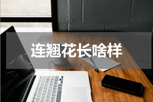 连翘花长啥样