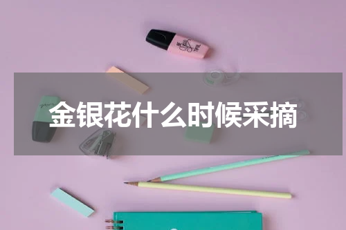 金银花什么时候采摘