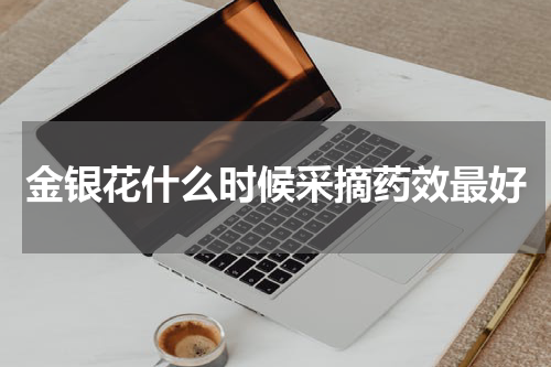 金银花什么时候采摘药效最好