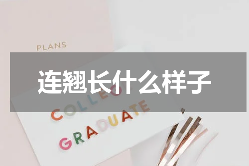 连翘长什么样子