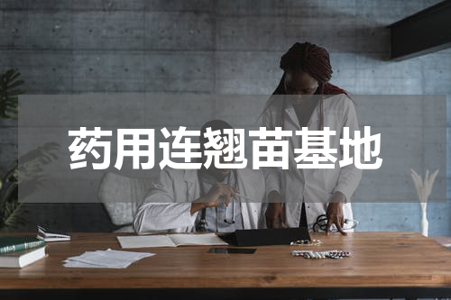 药用连翘苗基地