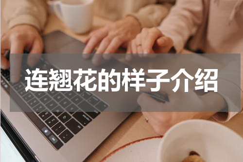 连翘花的样子介绍