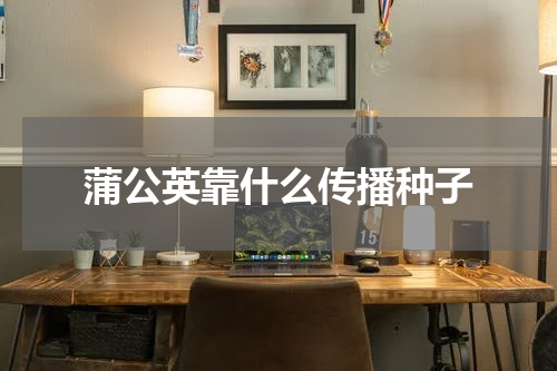 蒲公英靠什么传播种子