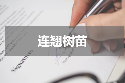 连翘树苗