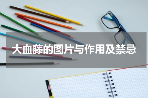 大血藤的图片与作用及禁忌