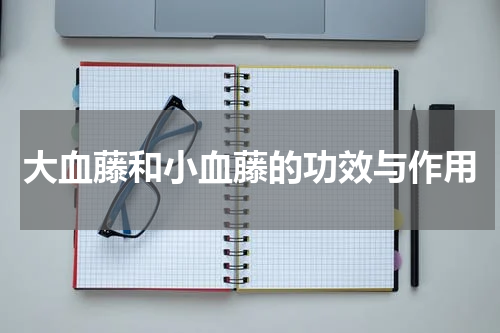大血藤和小血藤的功效与作用