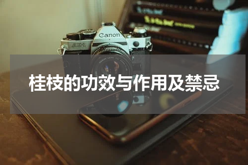 桂枝的功效与作用及禁忌