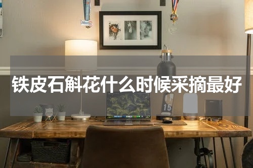 铁皮石斛花什么时候采摘最好