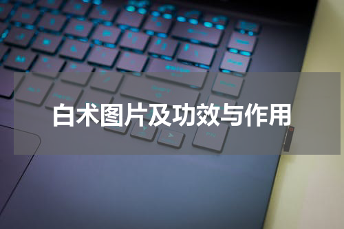 白术图片及功效与作用