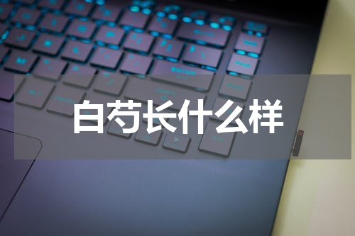 白芍长什么样