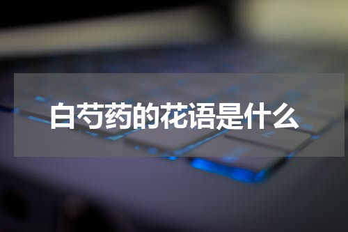 白芍药的花语是什么
