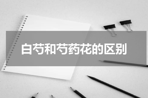 白芍和芍药花的区别