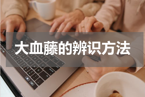 大血藤的辨识方法