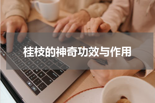 桂枝的神奇功效与作用