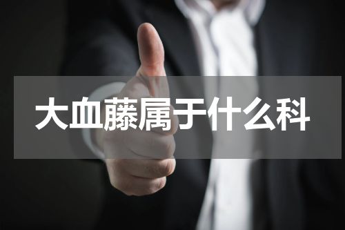 大血藤属于什么科