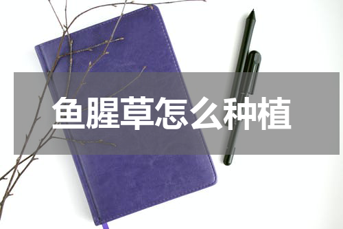 鱼腥草怎么种植
