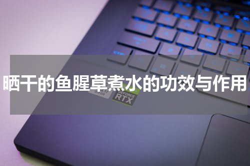 晒干的鱼腥草煮水的功效与作用