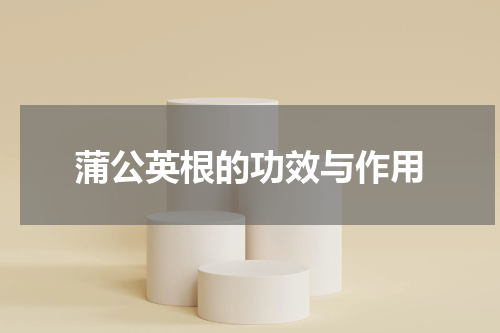 蒲公英根的功效与作用