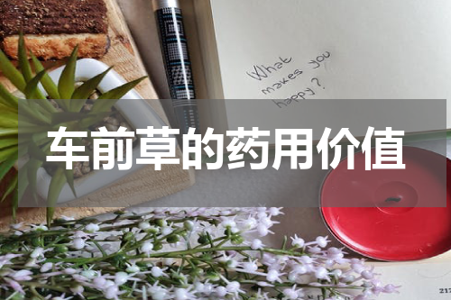 车前草的药用价值