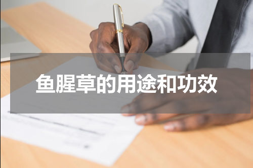 鱼腥草的用途和功效