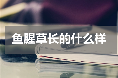 鱼腥草长的什么样