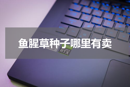 鱼腥草种子哪里有卖