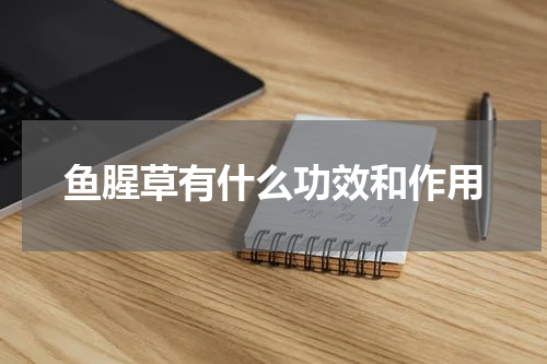 鱼腥草有什么功效和作用
