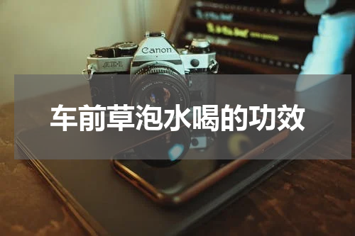 车前草泡水喝的功效