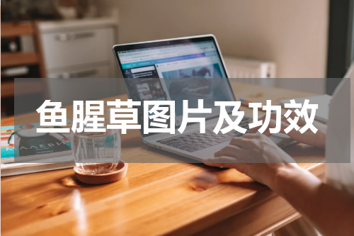 鱼腥草图片及功效