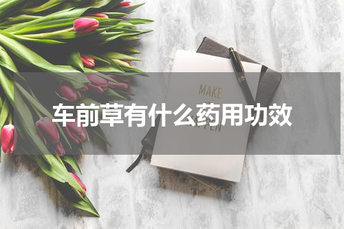 车前草有什么药用功效