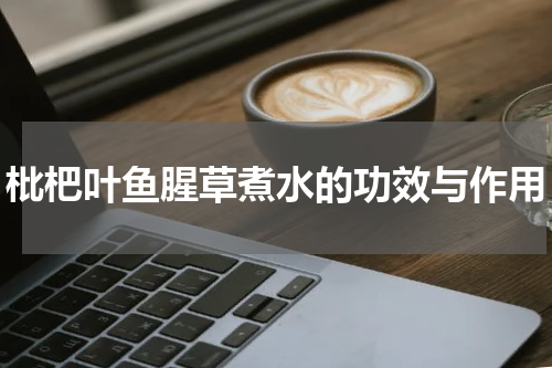 枇杷叶鱼腥草煮水的功效与作用