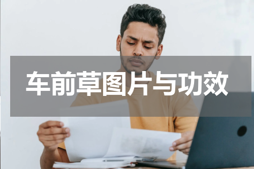 车前草图片与功效