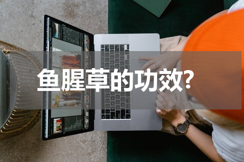 鱼腥草的功效?