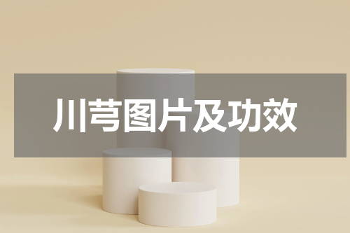 川芎图片及功效