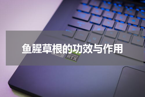 鱼腥草根的功效与作用