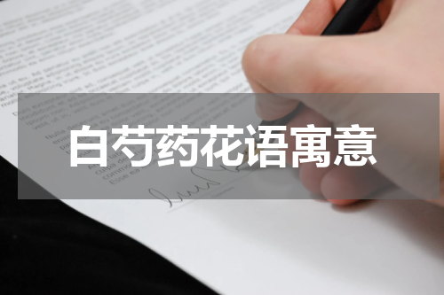 白芍药花语寓意