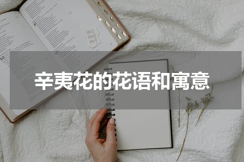 辛夷花的花语和寓意